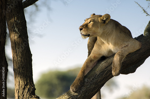 leonessa sull albero con sguardo al cielo