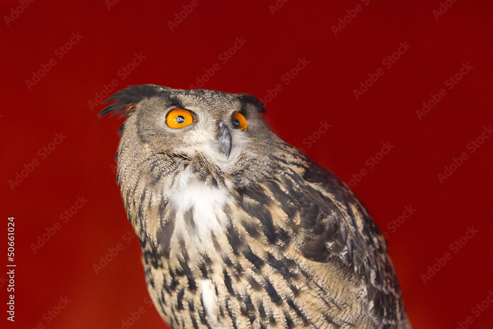Fototapeta premium owl