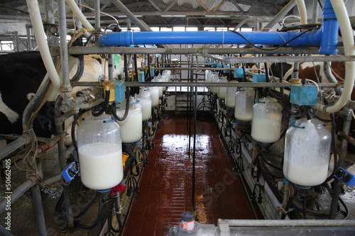 Obraz na plátně Dairy farm, milking cows