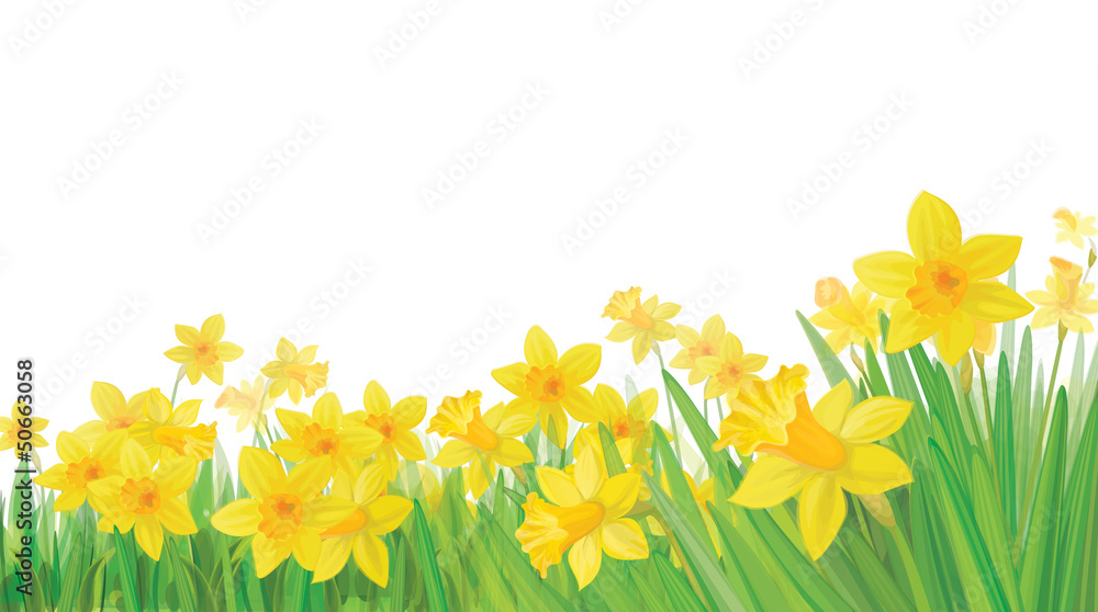 Fototapeta premium Vector of daffodil flowers isolated.