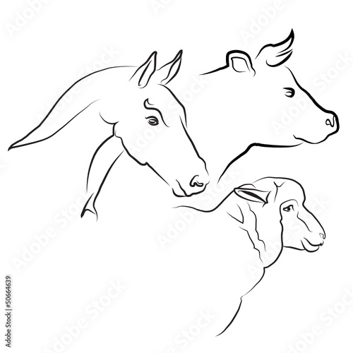 viande de cheval, boeuf et mouton