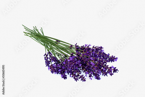 Lavendel vor wei  em Hintergrund