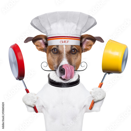 dog cook chef photo