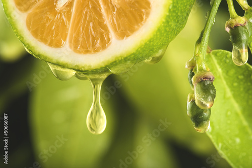 Drop of juice from a sliced lemon