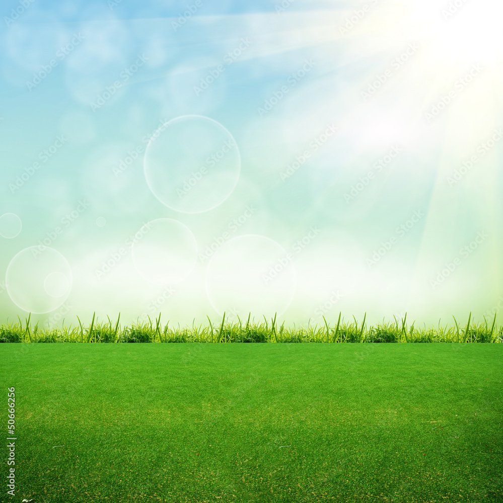 green grass on the field green grass on the field