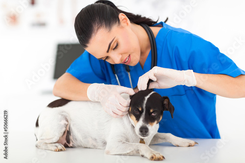 фотографія veterinarian examining pet dog ear