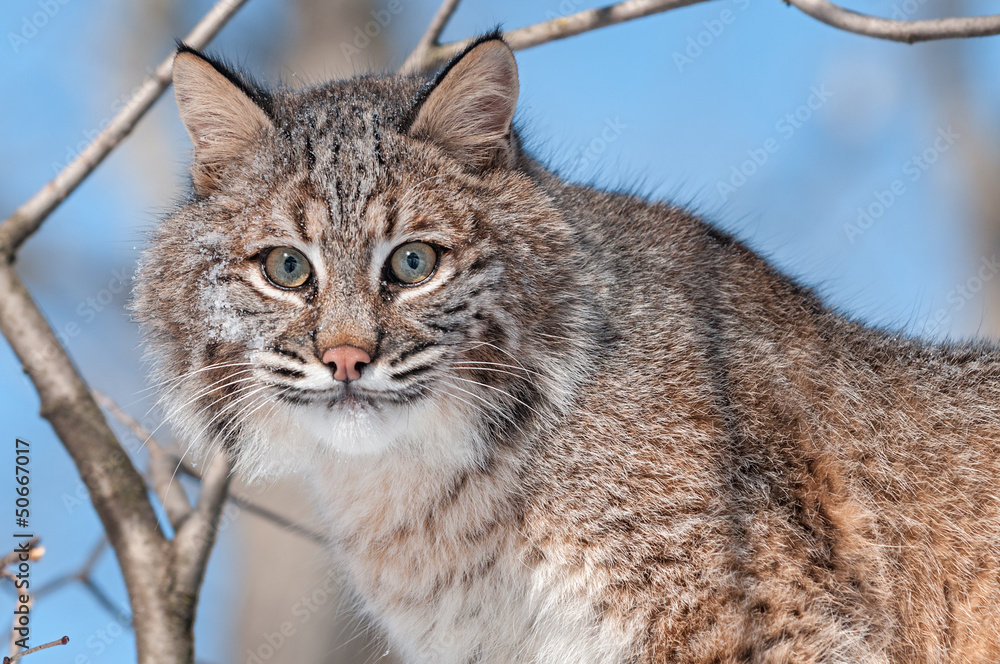 Naklejka premium Bobcat (Lynx rufus) in Tree