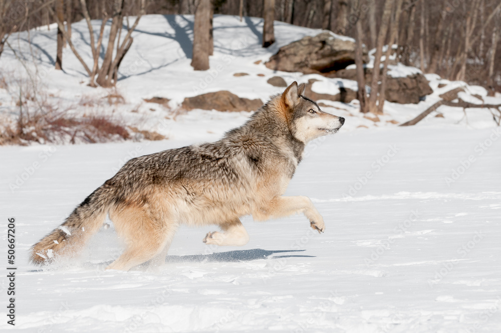 Obraz premium Grey Wolf (Canis lupus) Leaps