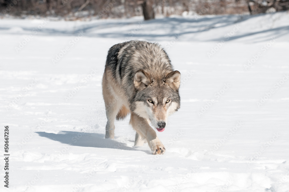 Grey Wolf (Canis lupus) Runs Along Snowy Riverbed with Tongue Out