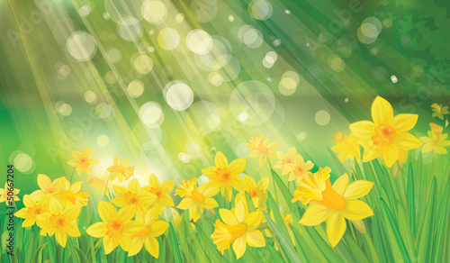 Vector of daffodil flowers on spring background.