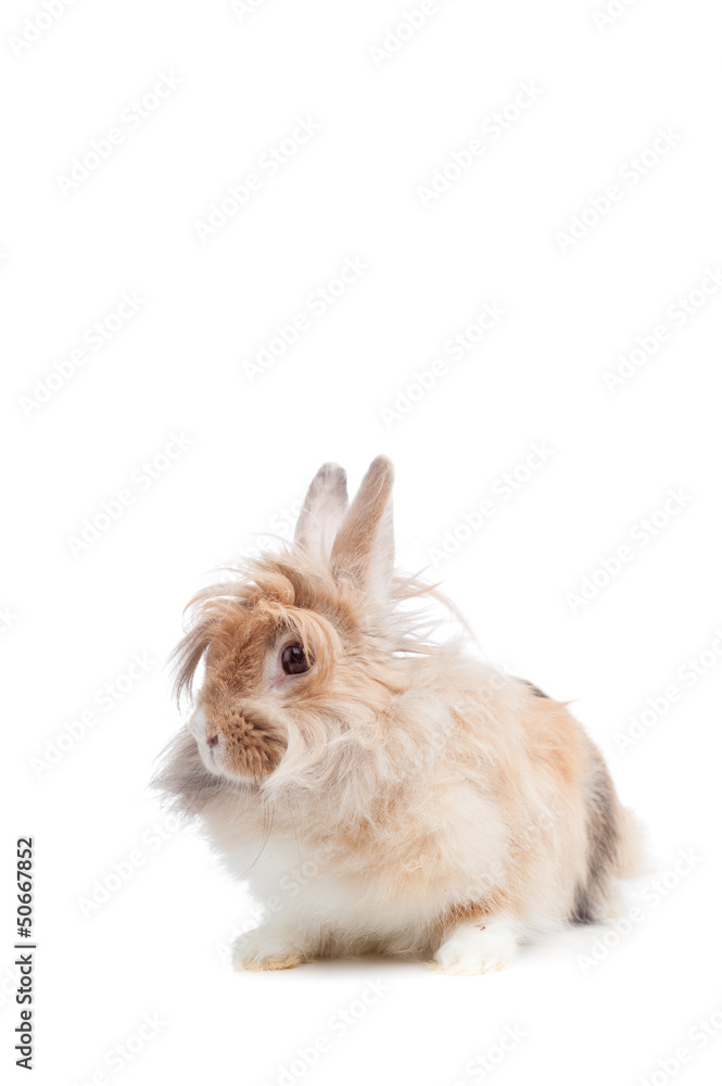 funny rabbit funny rabbit