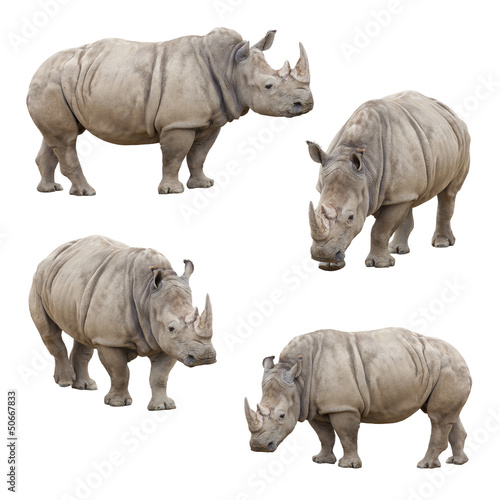 Fotografie, Obraz Set of Rhinoceros Isolated on a White Background
