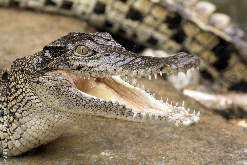 Fototapeta premium Closeup big crocodiles in crocodiles farm