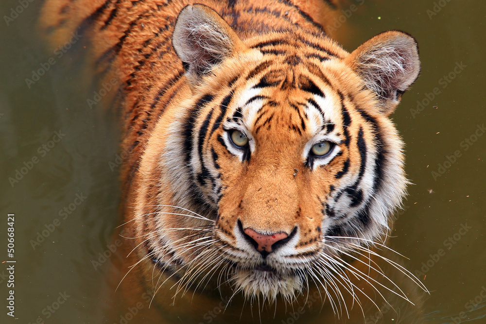Close up Dangerous Tiger