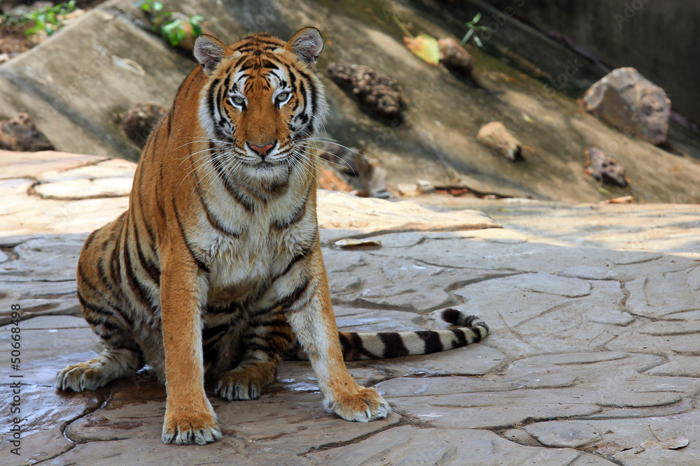 Fototapeta premium Close up Dangerous Tiger