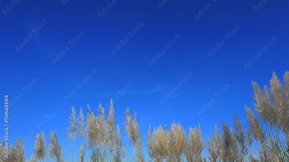 Dune Grass and Blue Sky Dune Grass and Blue Sky
