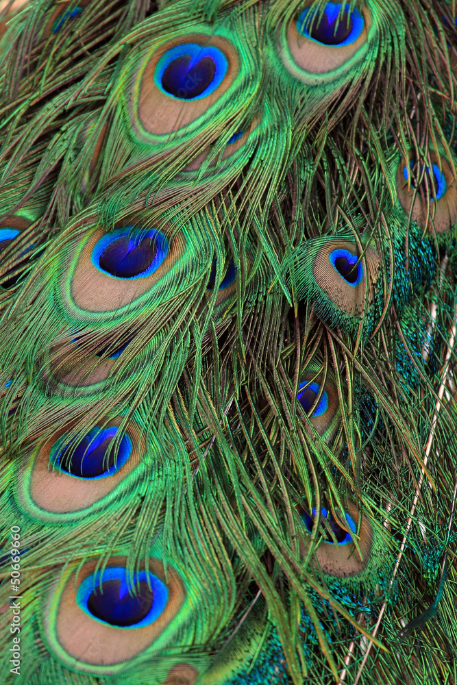 Fototapeta premium Peacock feather