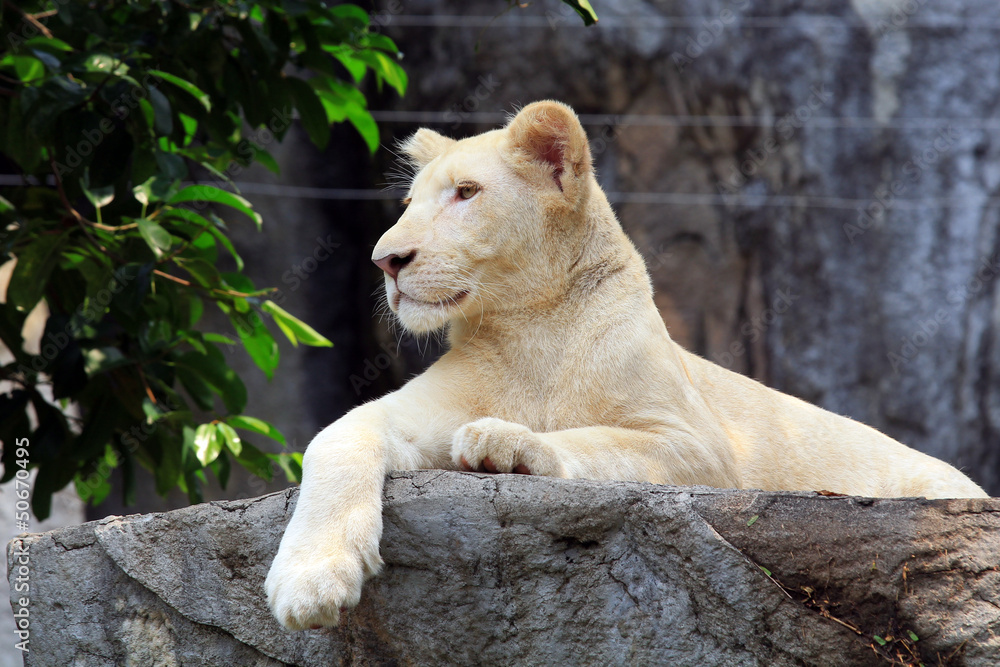 Obraz premium White lion cub (Panthera leo)