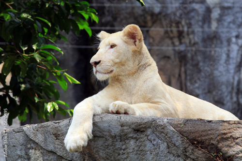 White lion cub  Panthera leo 