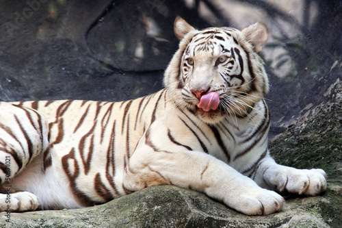 White Bengal Tiger