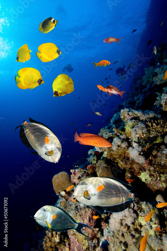 Photo of a coral colony #50671092