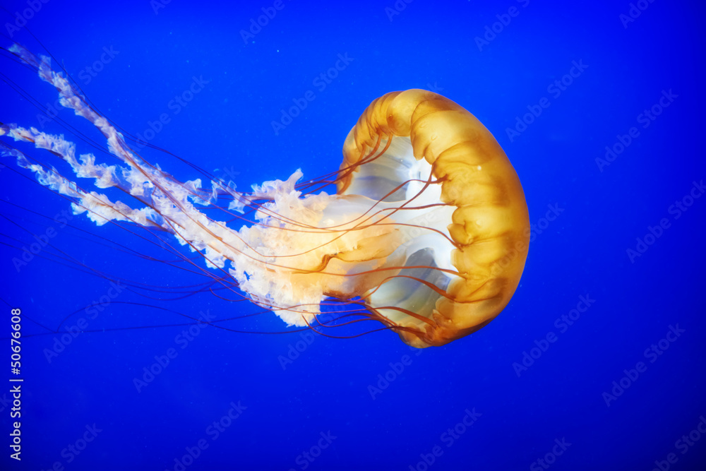 Naklejka premium Orange jellyfish (Chrysaora fuscescens)