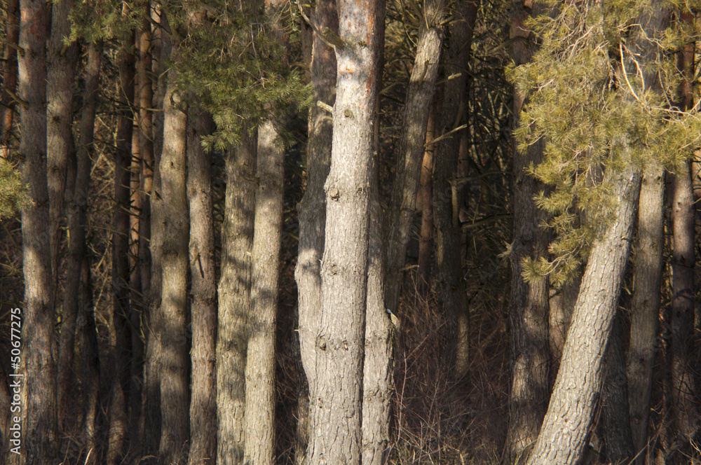 Obraz premium Tree in winter
