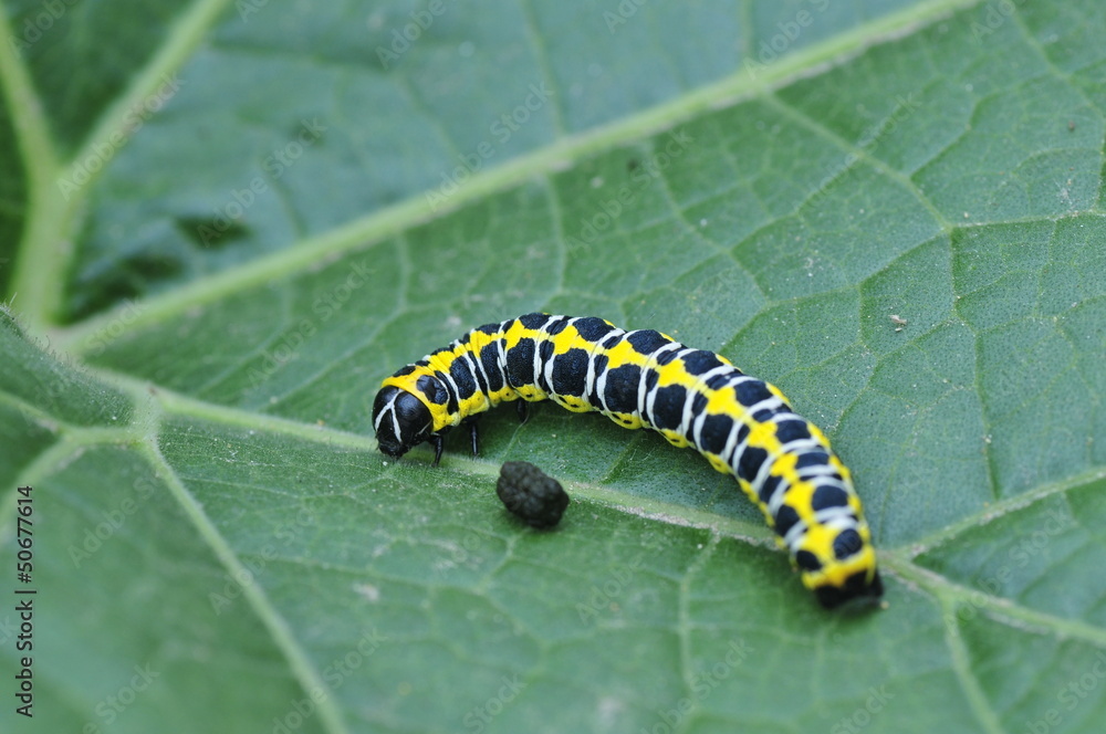 Close a green leaves of the butterfly larva, in natural wild sta Close a green leaves of the butterfly larva, in natural wild sta