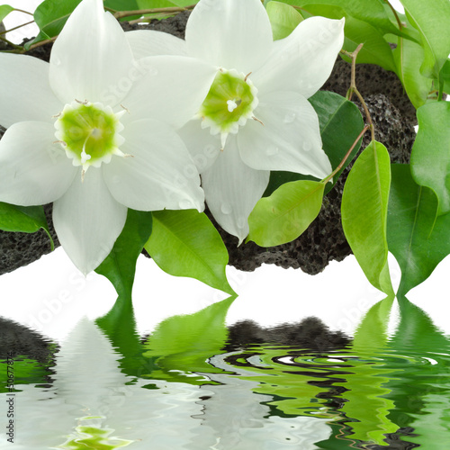 Fototapeta Naklejka Na Ścianę i Meble -  fleurs blanches du lys de l'Annonciation, ficus