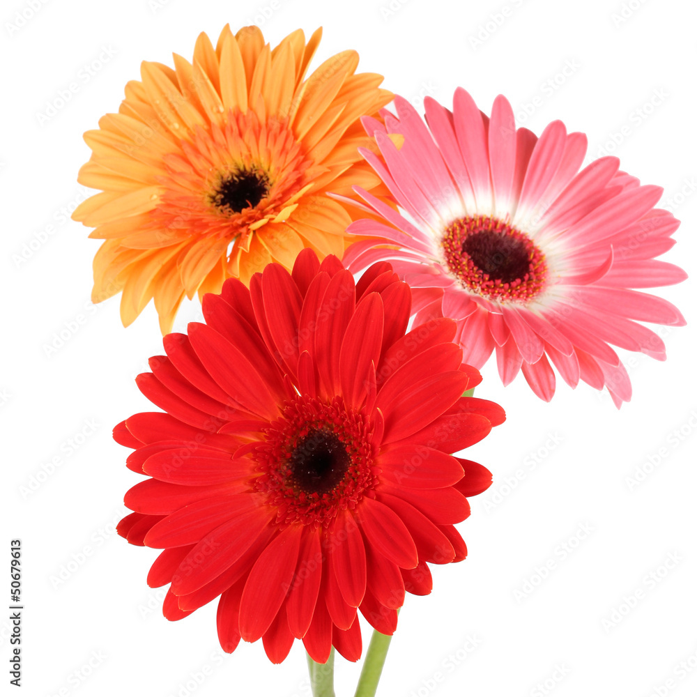 Beautiful Gerber flowers isolated on white Beautiful Gerber flowers isolated on white