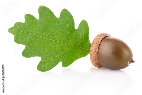 acorn with green leaf