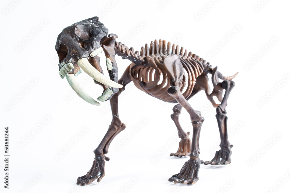 Fototapeta premium saber-toothed tiger