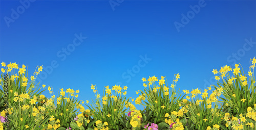Frühjahrsblumen & blauer Himmel