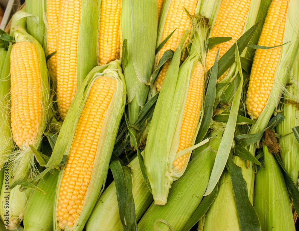 Fresh organic corn Fresh organic corn
