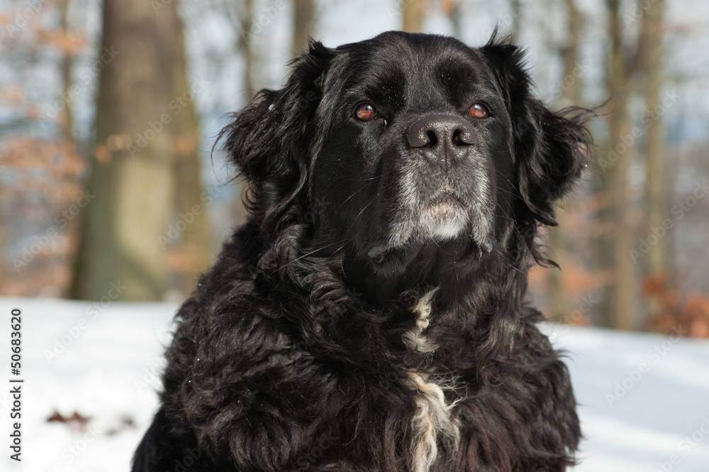 breed black dog in the snow. Labrador and Berner Sennen. Stock Photo | Adobe Stock