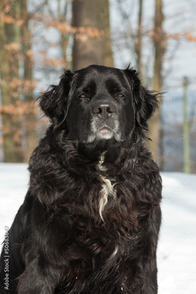 Mixed breed black dog in the snow. Labrador and Berner Sennen.