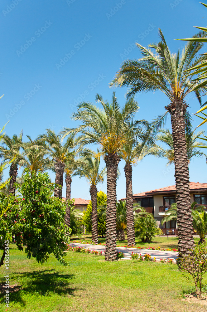 Fototapeta premium Palm Garden in front of house