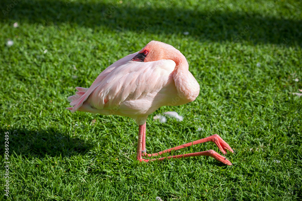 Obraz premium Sleeping flamingo