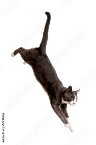 Gray Cat Serie, jumping Cat