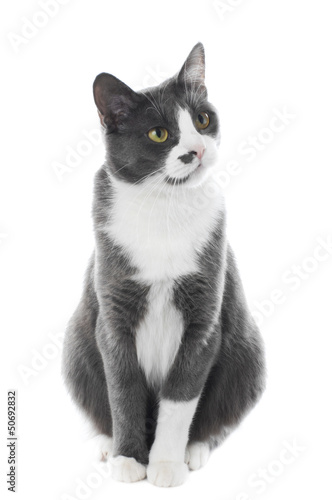 Gray Cat isolated on white