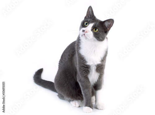 Gray cat looking curiously on white background