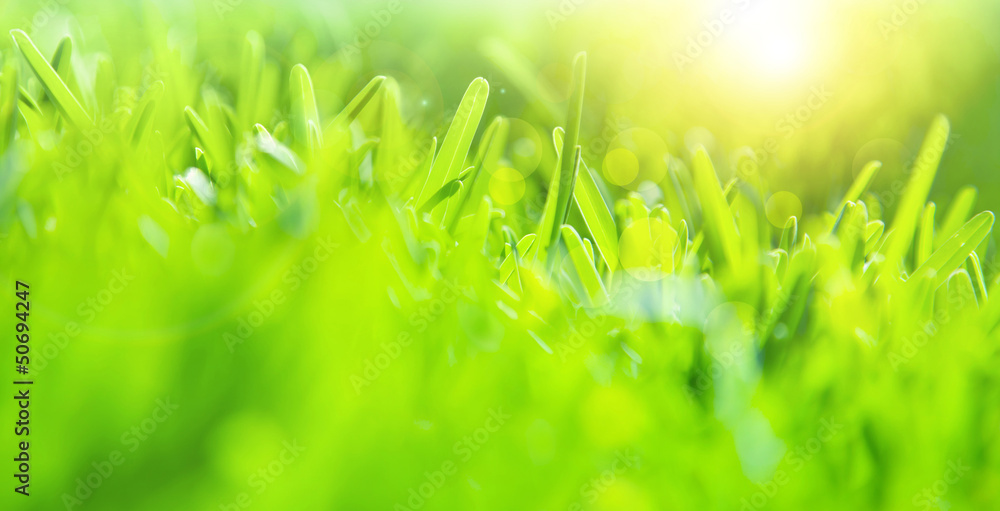 Obraz premium Abstract green grass background