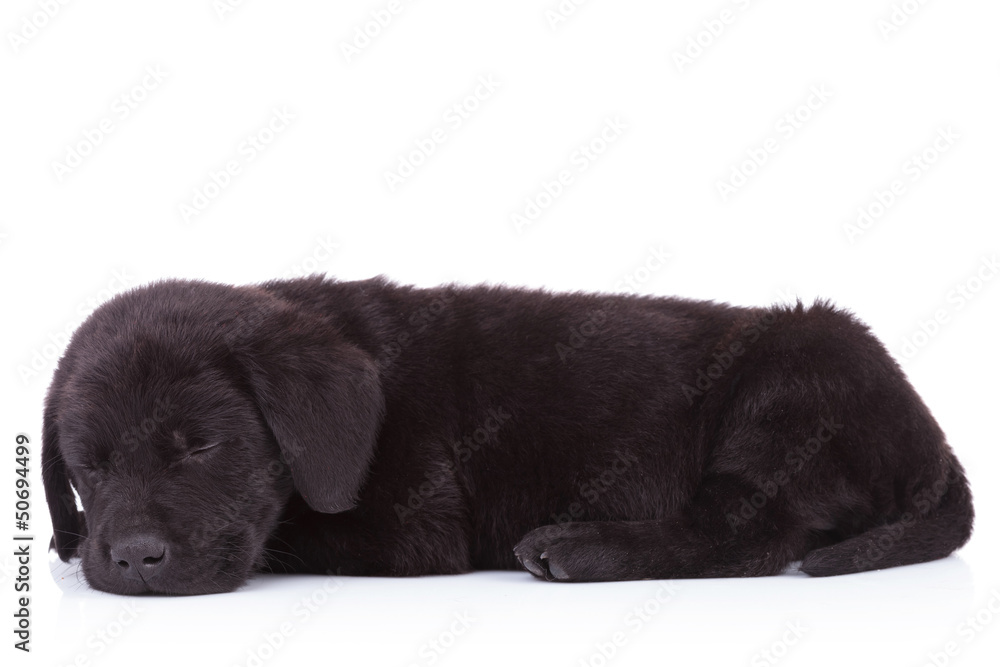 side view of a cute black labrador retriever sleeping side view of a cute black labrador retriever sleeping