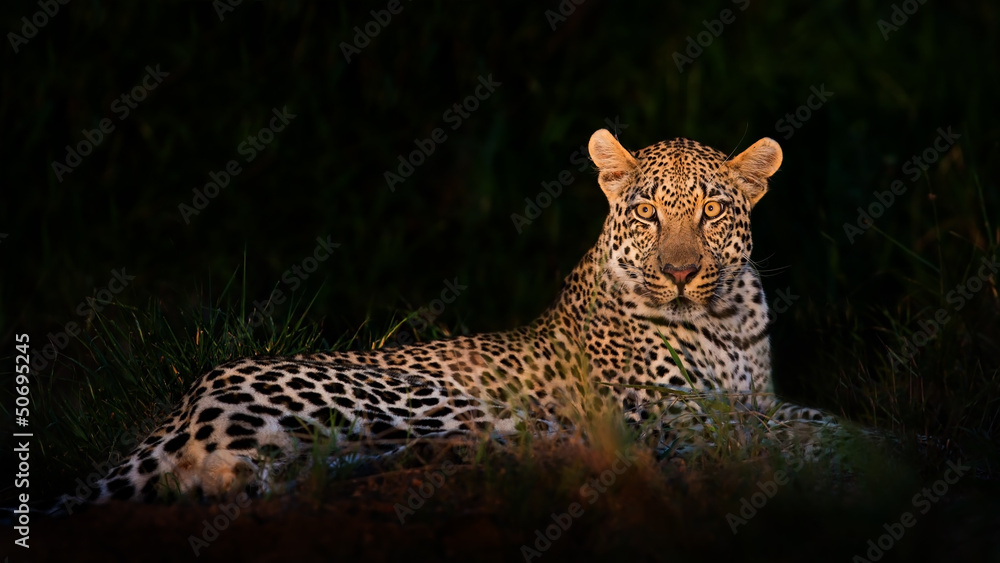 Naklejka premium Leopard lying in darkness