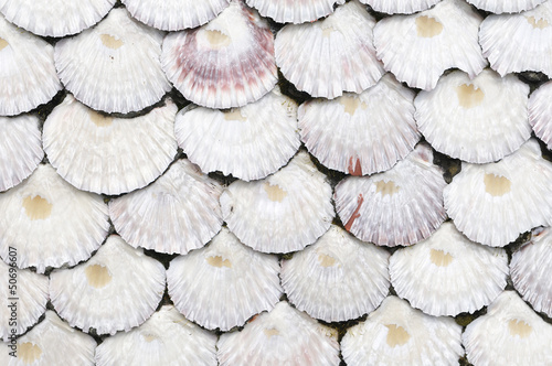 background overlay surface scallop shells