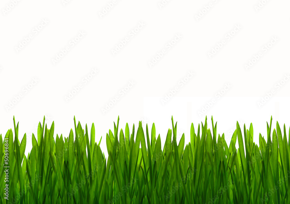 Naklejka premium Zielona wiosenna trawa