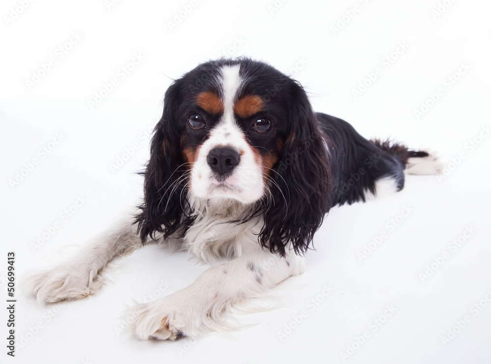 Dog spaniel Dog spaniel