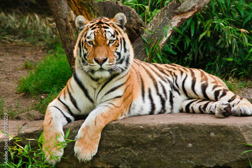 Sibirischer Tiger  Panthera tigris altaica 