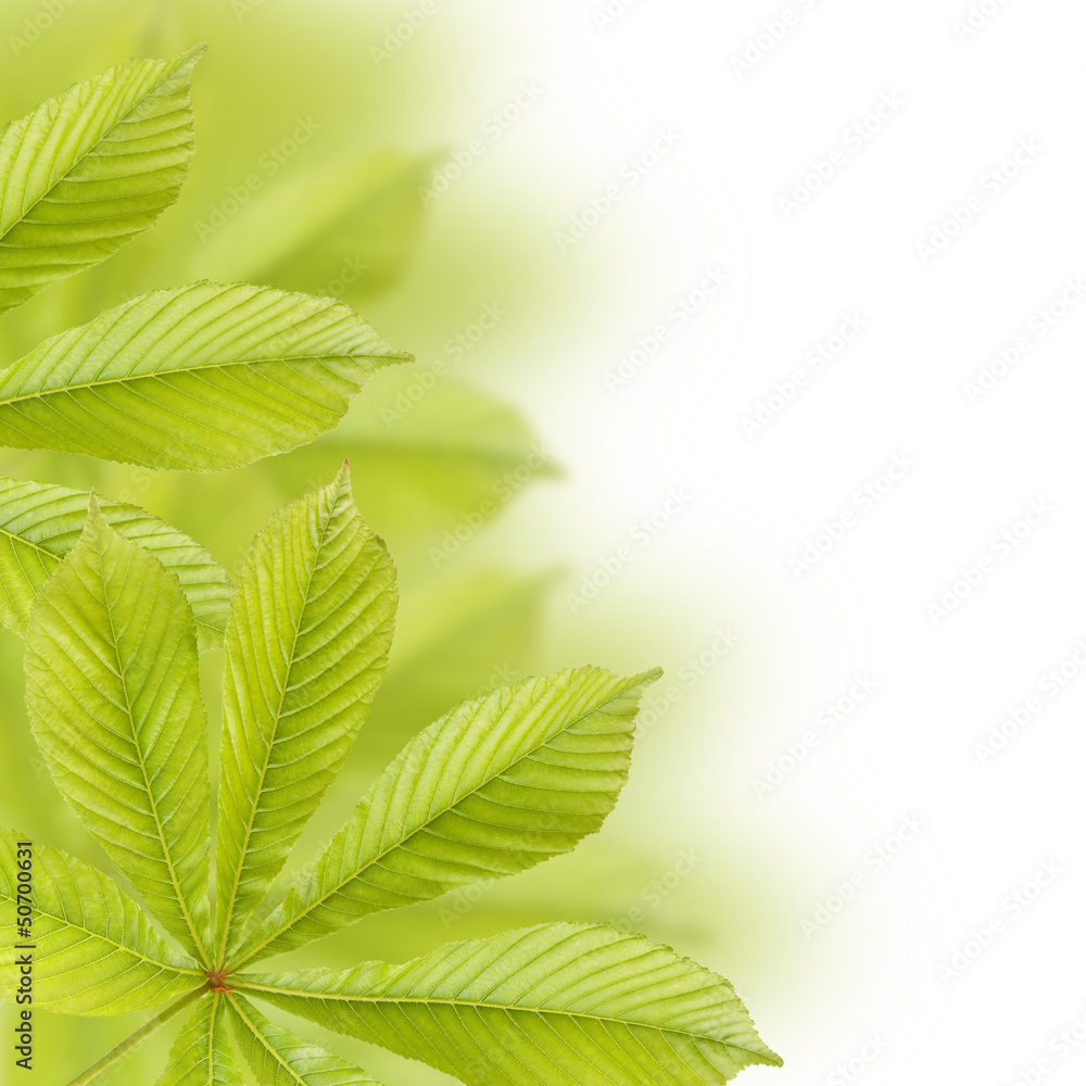 Fototapeta premium Beautiful green chestnut leaves. Background, Leaves pattern