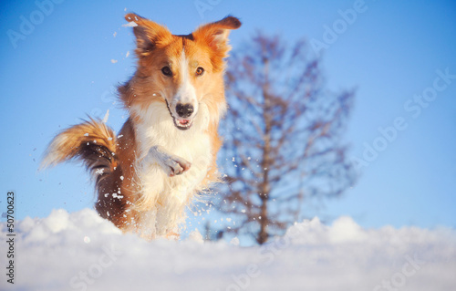 dog border collie playing in winter